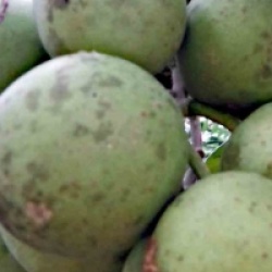 Casimiroa edulis - Sapote blanche, Sapotillier