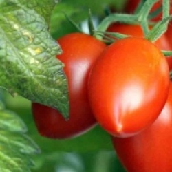 Tomates en arbre, Tamarillo