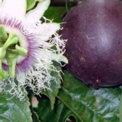 Fruit de la passion, Grenadille