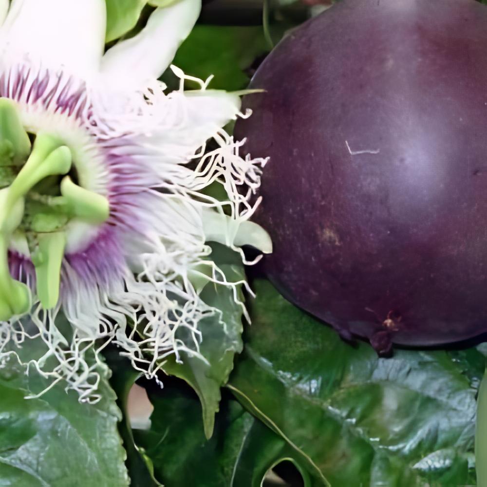 Passiflora ligularis - Fruit de la passion, Grenadille