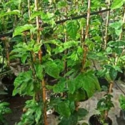 Passiflora ligularis