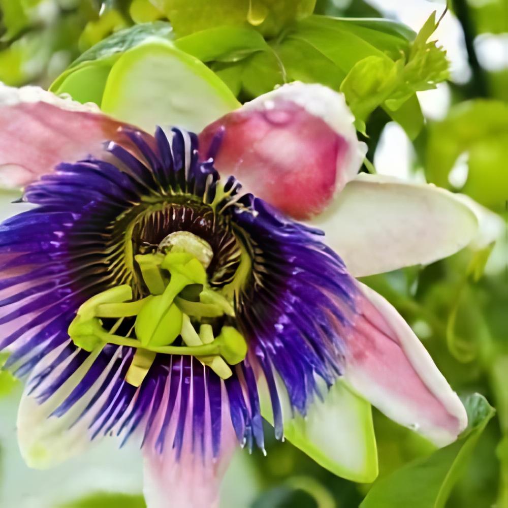 Passiflora edulis var. flavicarpa - Fruit de la passion, Grenadille jaune