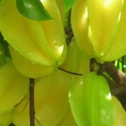Averrhoa carambola - Carambolier, Carambole