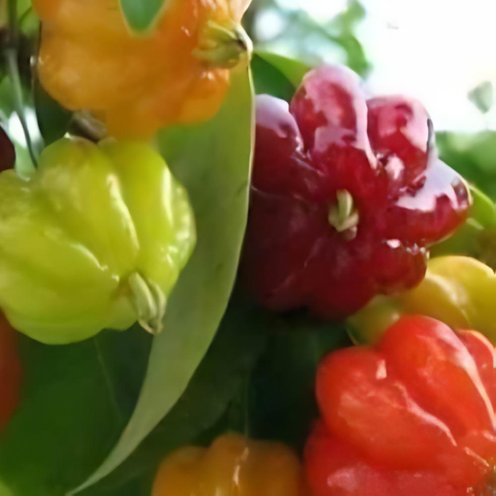 Eugenia uniflora - Cerisier de Cayenne
