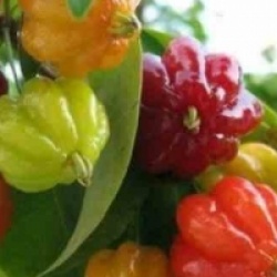 Eugenia uniflora - Cerisier de Cayenne