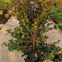 Eugenia uniflora 'Etna Fire'