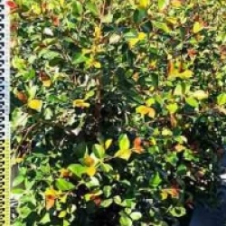 Eugenia uniflora 'Etna Fire'