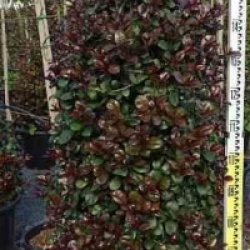 Eugenia uniflora 'Etna Fire'