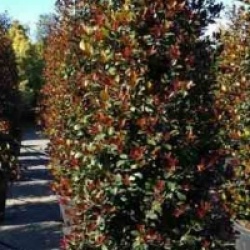 Eugenia uniflora 'Etna Fire'