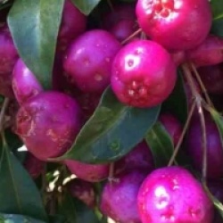 Eugenia uniflora 'Etna Fire'
