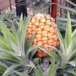 Ananas comosus