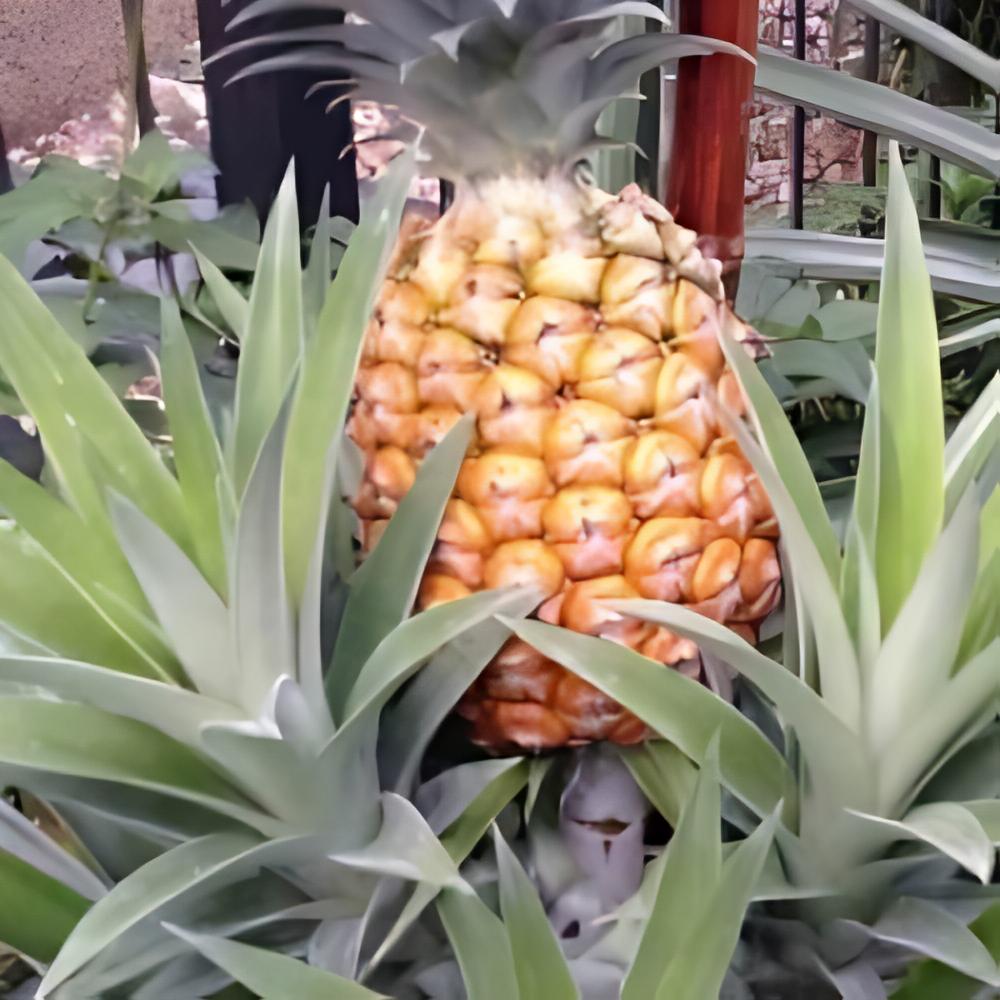 Ananas comosus - Ananas comosus