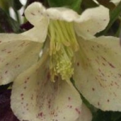 Clematis cirrhosa 'Winter Parasol'