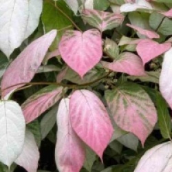 Actinidia kolomikta