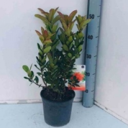 Arbutus unedo 'Rubra'