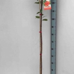 Arbutus unedo 'Rubra'