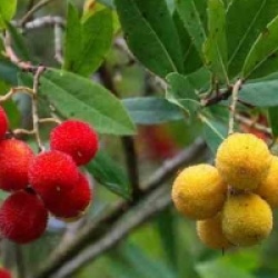 Arbutus unedo 'Rubra'