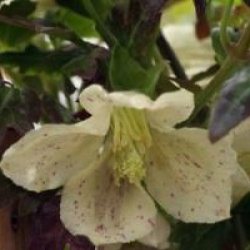Clematis cirrhosa 'Winter Parasol'