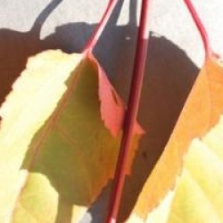 Acer davidii 'Cascade'