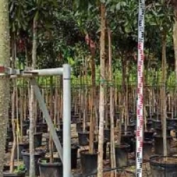 Eriobotrya japonica 'Coppertone'