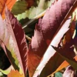 Eriobotrya japonica 'Coppertone'