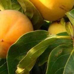 Diospyros kaki 'Rojo Brillante' - Plaqueminier, Kaki Rojo Brillante