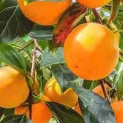 Diospyros kaki 'Fuyu'