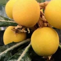 Eriobotrya japonica - N�flier du Japon, Bibacier, Loquat