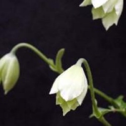 Clematis 'Early Sensation'