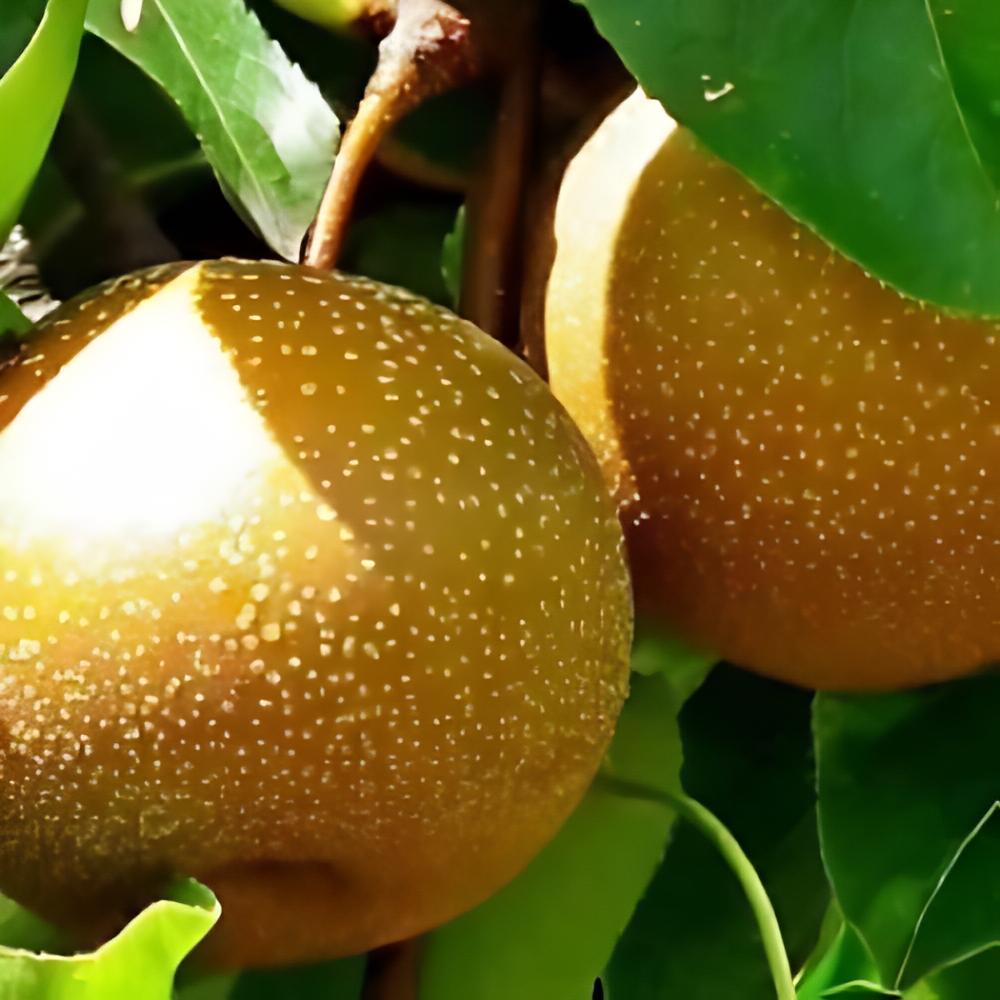 Pyrus pyrifolia - Poirier chinois ou nashi