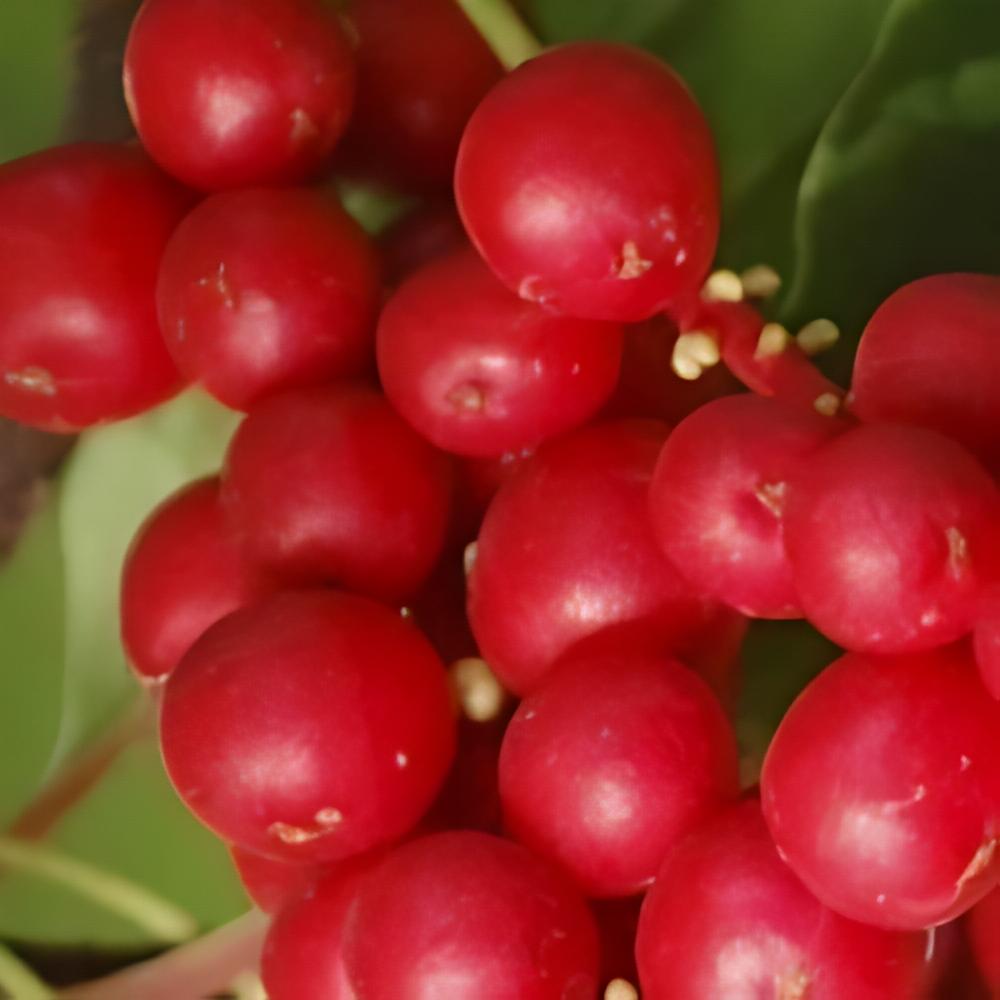 Schisandra chinensis - Baie aux 5 saveurs