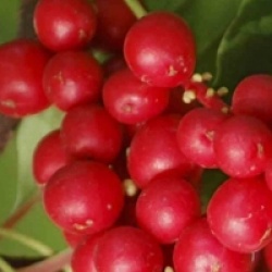 Schisandra chinensis
