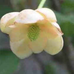 Schisandra chinensis