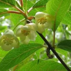 Schisandra chinensis