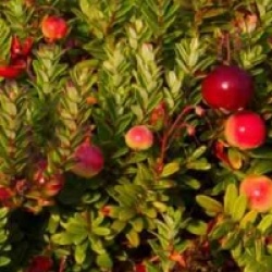 Canneberge, Cranberry � gros fruits