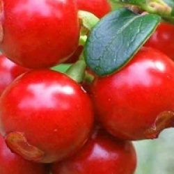 Vaccinium macrocarpon 'Pilgrim' - Canneberge, Cranberry � gros fruits