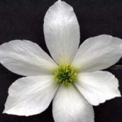 Clematis 'Early Sensation'