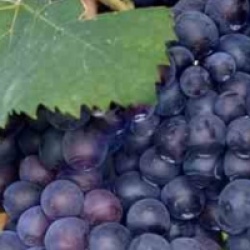 Vigne � raisin noir