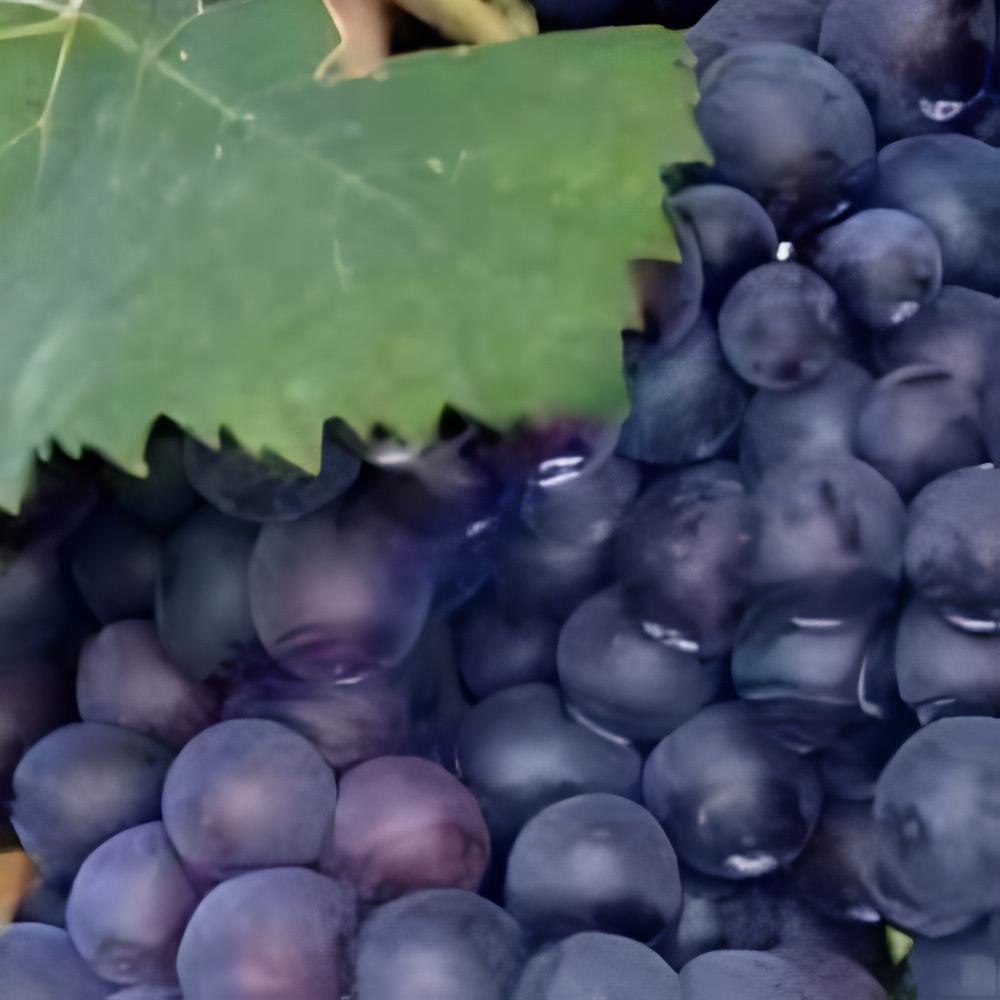 Vitis vinifera 'Boskoop Glory' - Vigne � raisin noir