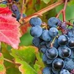 Vitis vinifera 'Boskoop Glory'