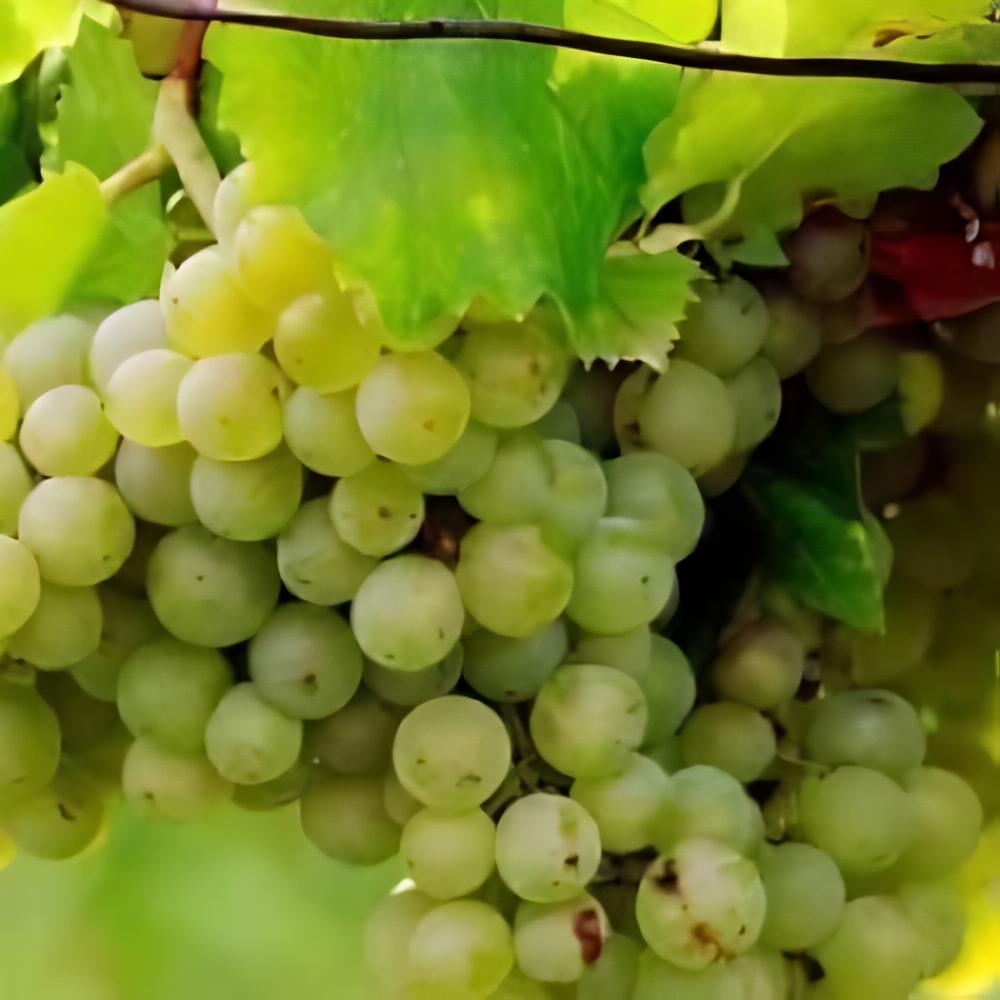 Vitis vinifera 'Himrot' - Vigne � raisin blanc