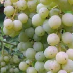 Vitis vinifera 'Himrot'