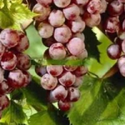 Vigne � raisin rouge