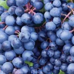 Vitis labrusca 'Spulga'