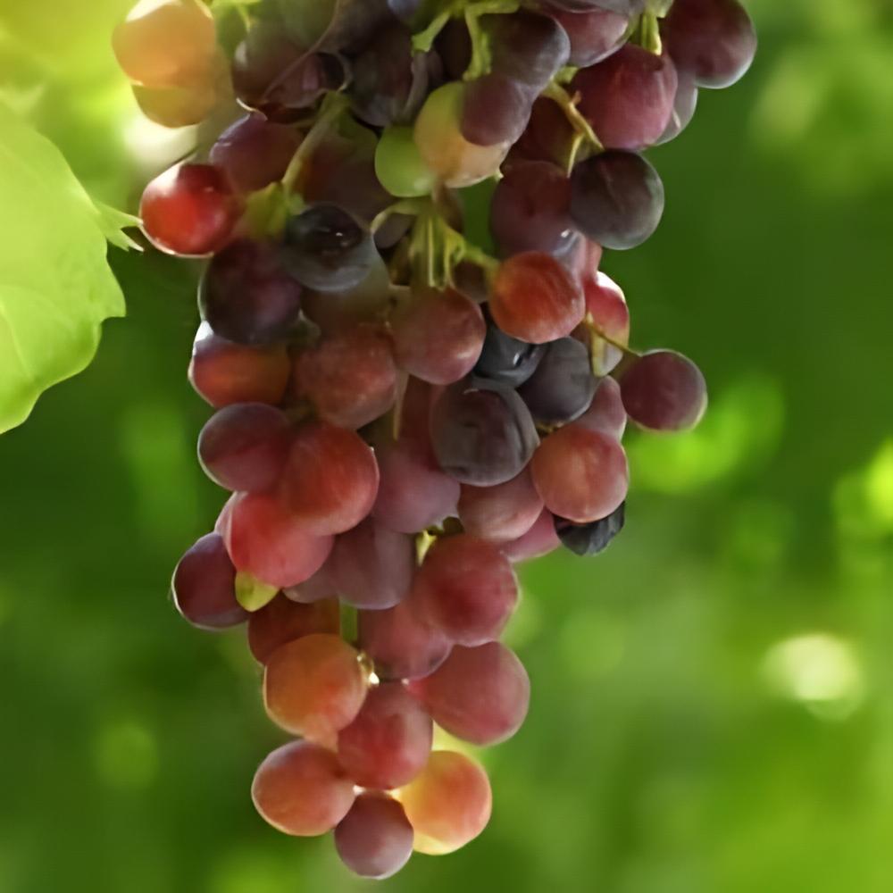 Vitis vinifera 'Vanessa' - Vigne � raisin rouge sans p�pins