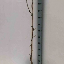 Actinidia deliciosa 'Jenny'