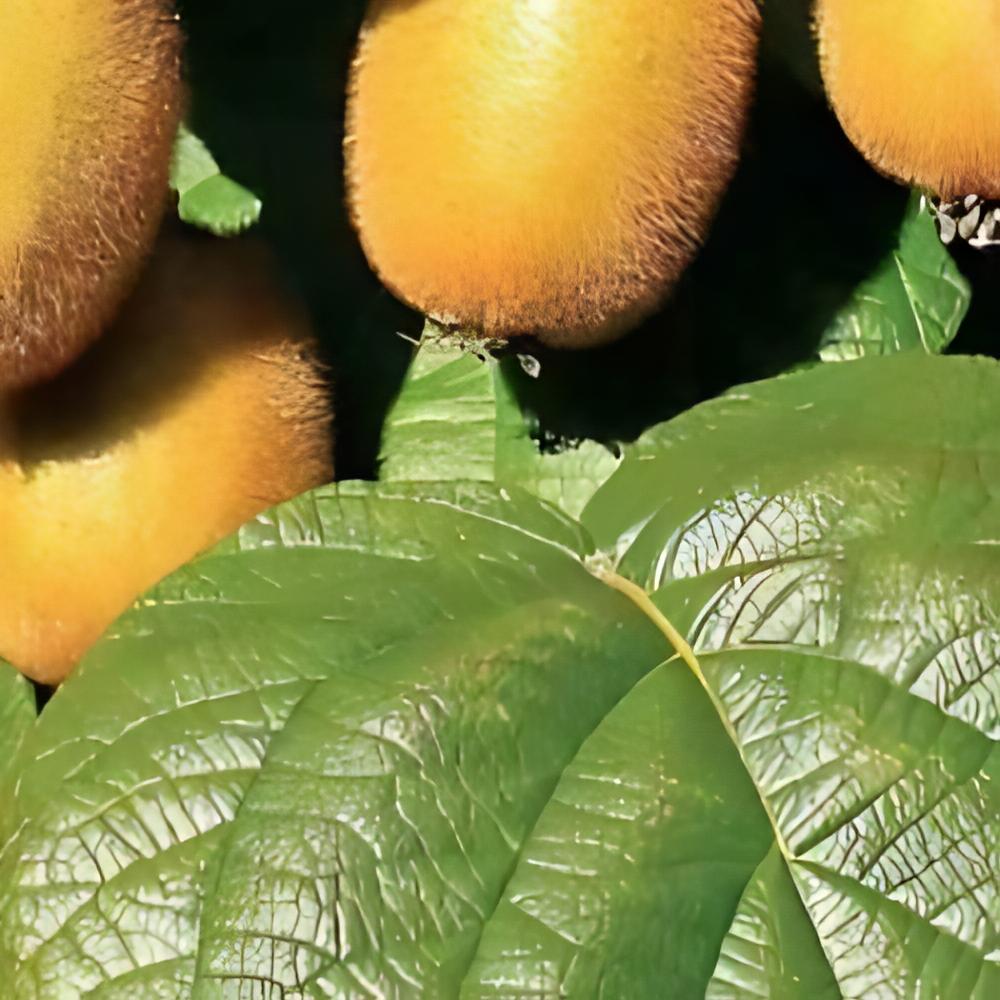 Actinidia deliciosa 'Jenny' - Kiwi Jenny