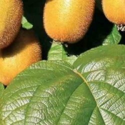 Actinidia deliciosa 'Jenny'