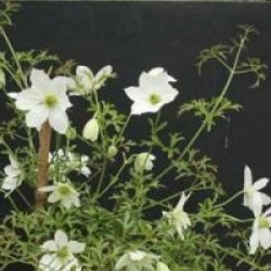 Clematis 'Early Sensation'