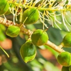 Macadamia ternifolia - Noix de macadamia